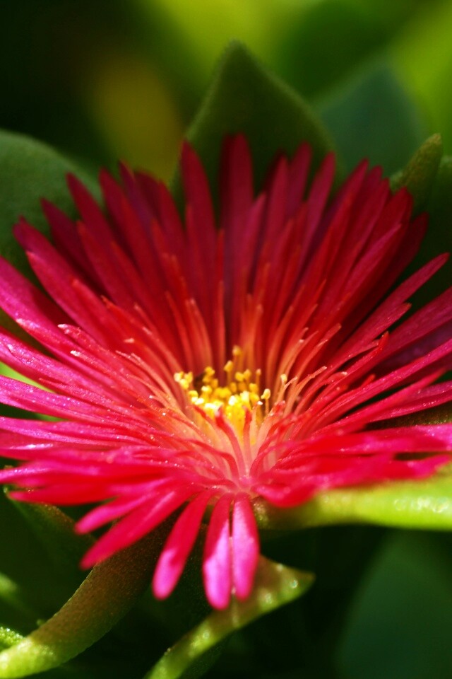 Чудесный цветок обои