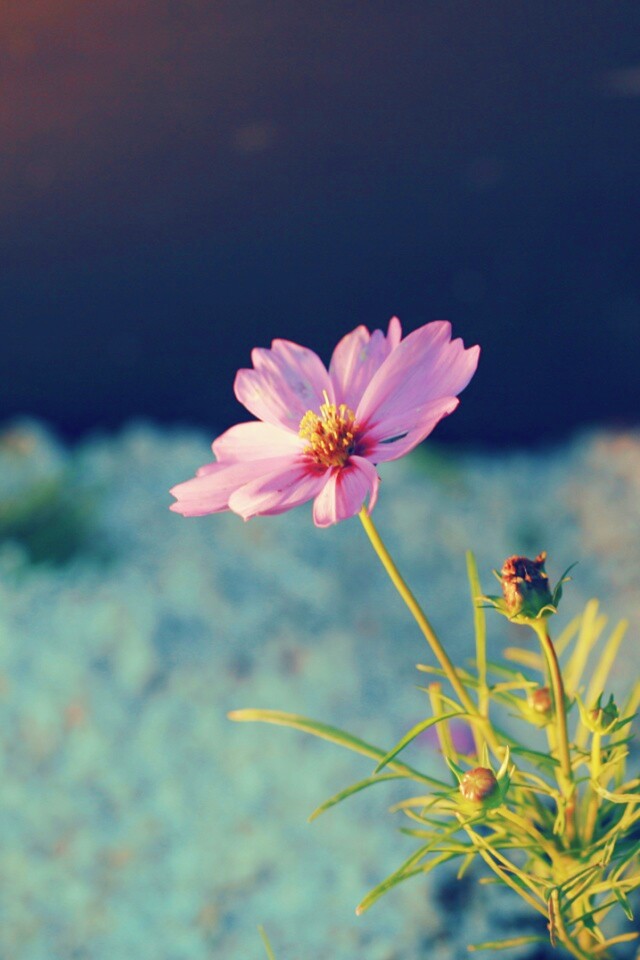 Полевой цветок обои