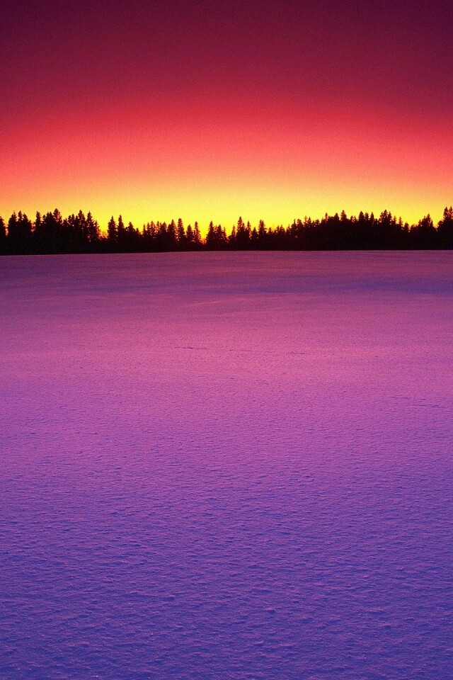 Восход над заснеженным лесом обои
