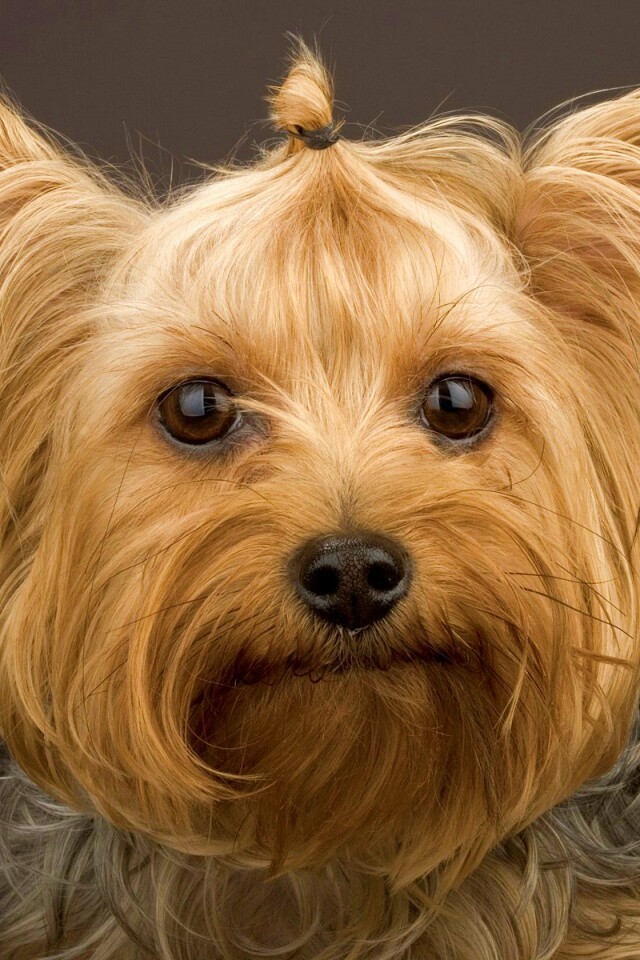 Йоркширский терьер обои