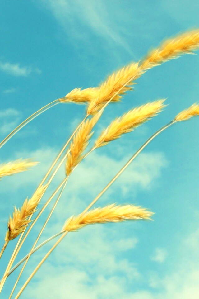 Колосья обои