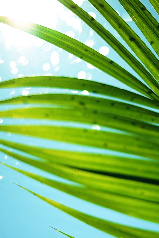 Солнце просвечивает сквозь пальмовый лист обои