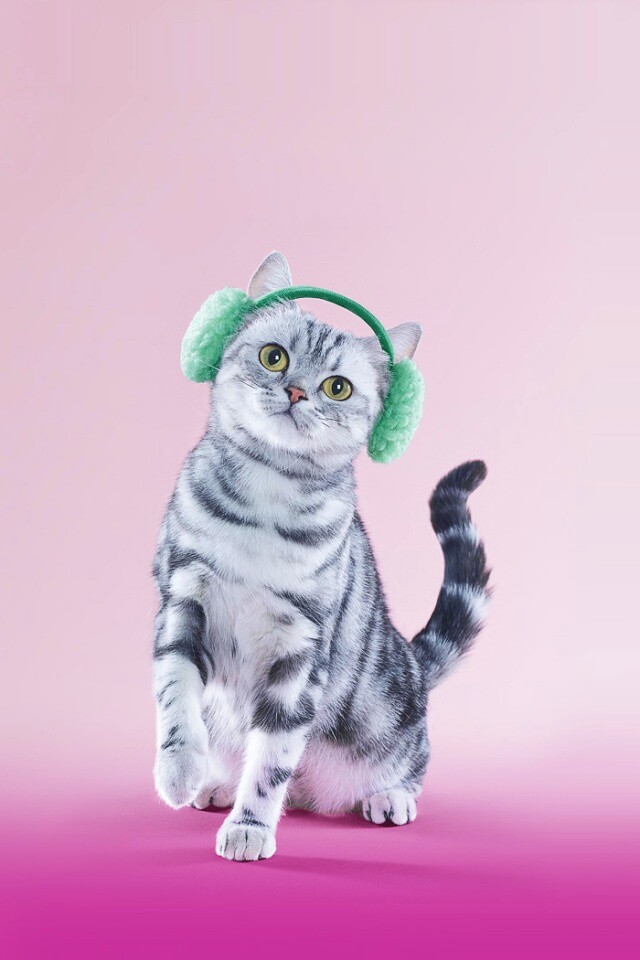 Кот в зеленых наушниках обои