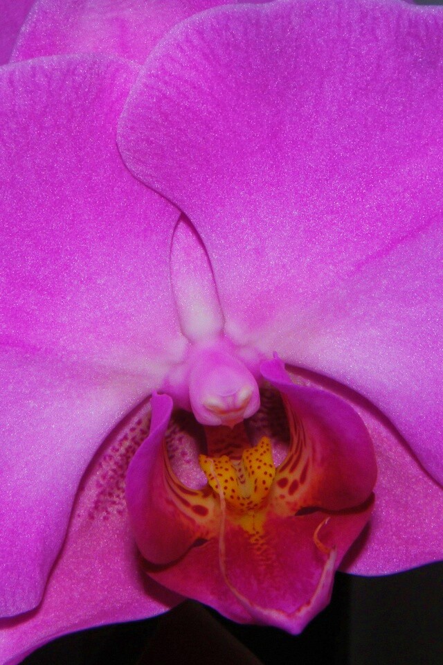 Фиолетовая орхидея обои