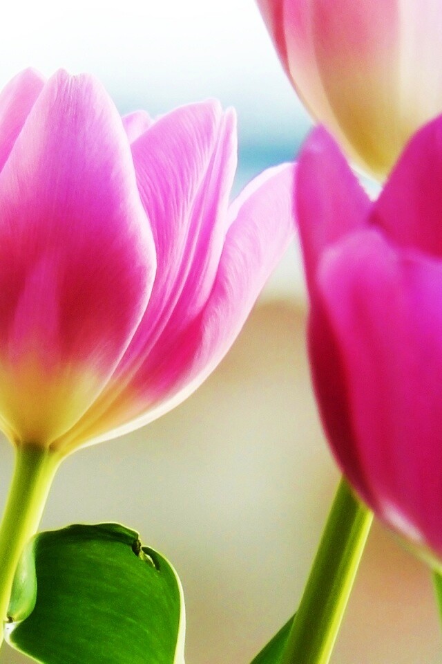 Тюльпаны обои
