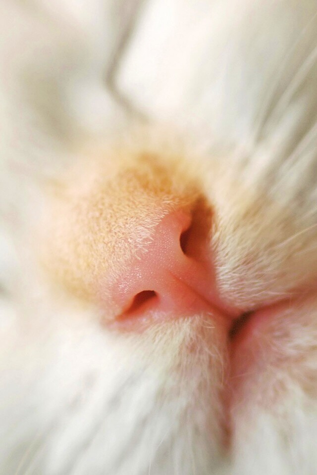 Кошачья мордочка обои