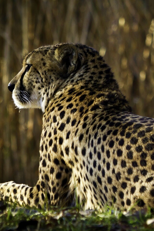 Гепард обои