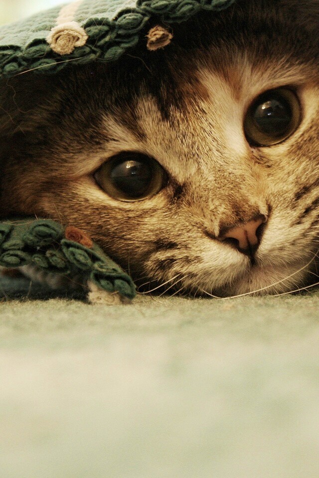 Кот под ковриком обои