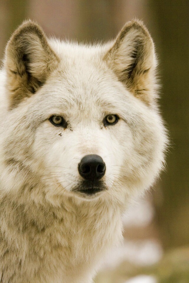 Белые волки обои