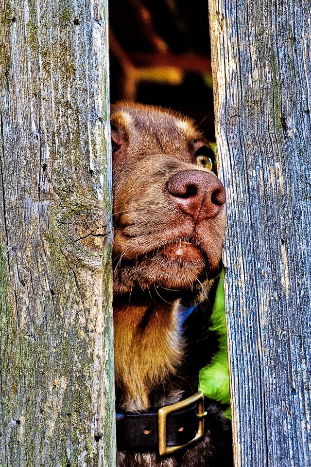 Собака выглядывает из-за забора обои