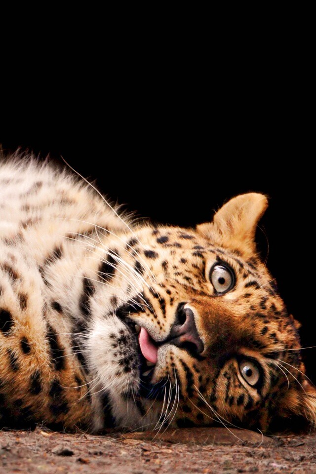 Большая пятнистая кошечка обои