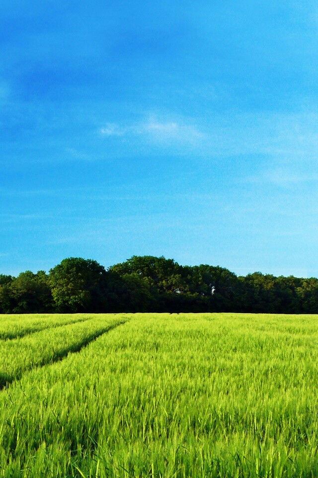 Следы колеи в поле обои