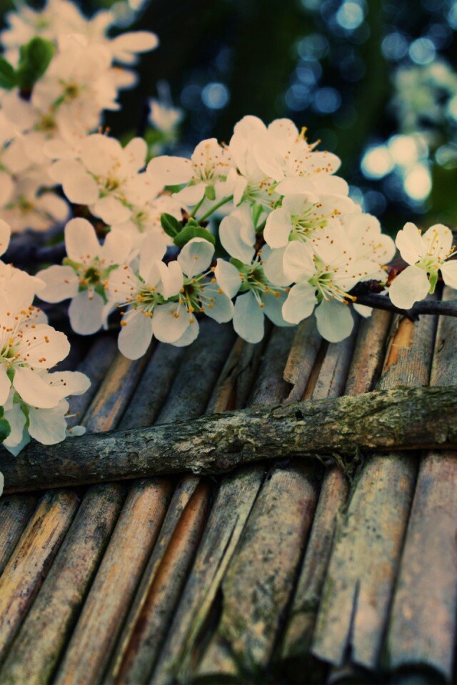 Веточка цветущей вишни обои