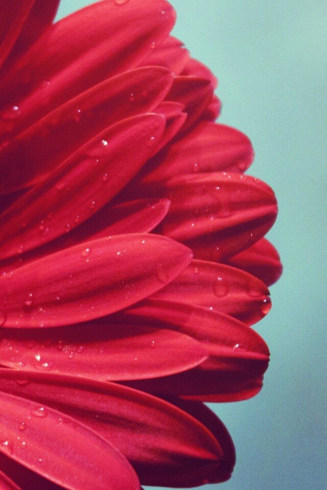 Красная гербера обои