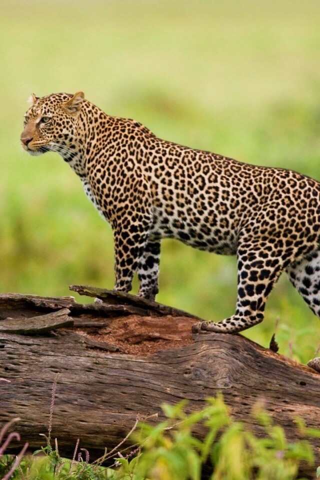 Леопард на природе обои