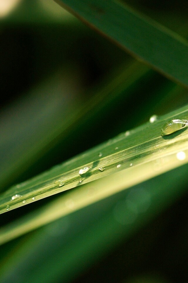 Капли росы на листе обои