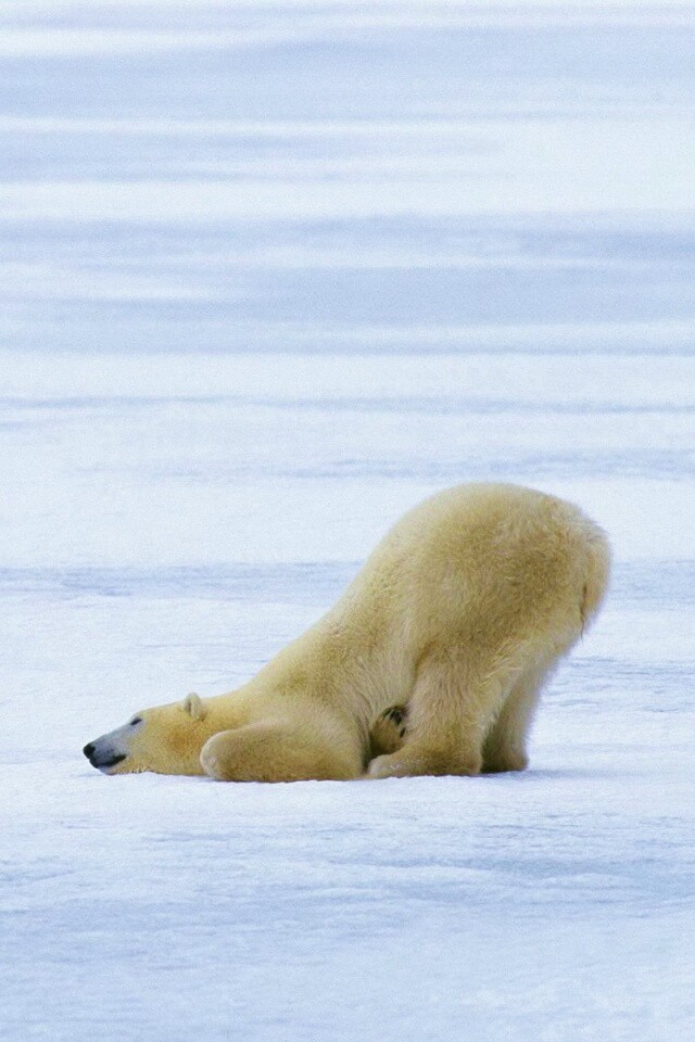 Полярный мишка в смешной позе обои