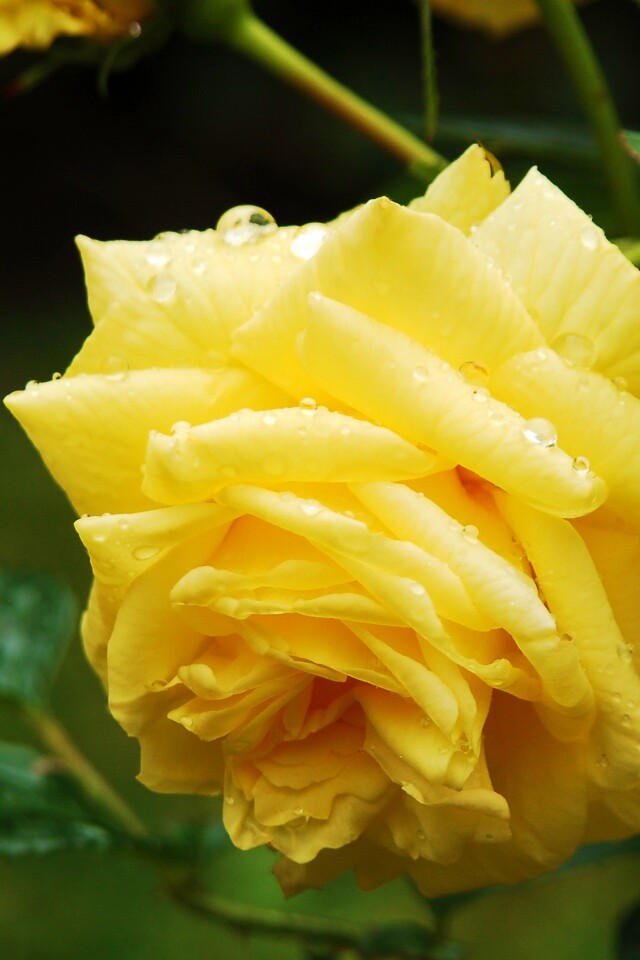 Желтая роза обои