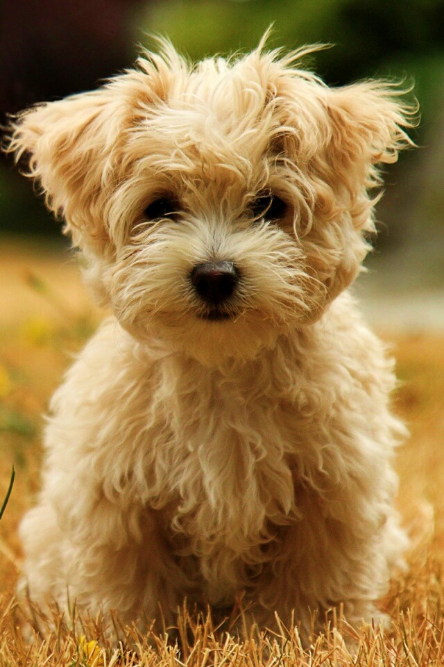 Щенок болонки обои