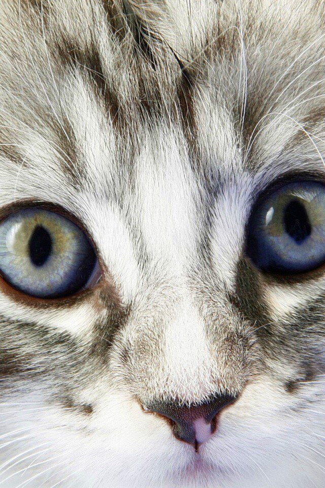 Пушистый котенок обои