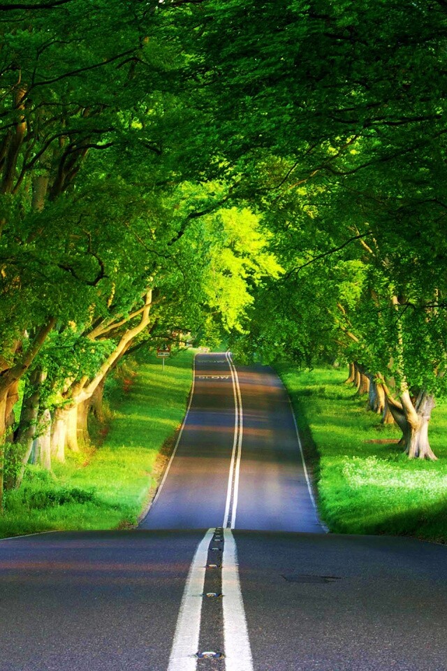 Дорога через лес обои