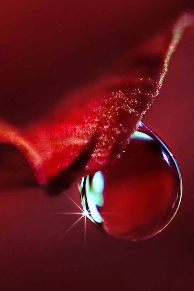 Макро капля на лепестке обои