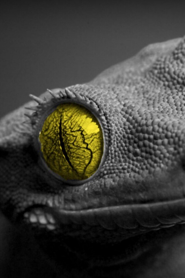 Ящерка обои