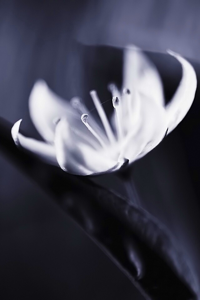 Белый цветок обои