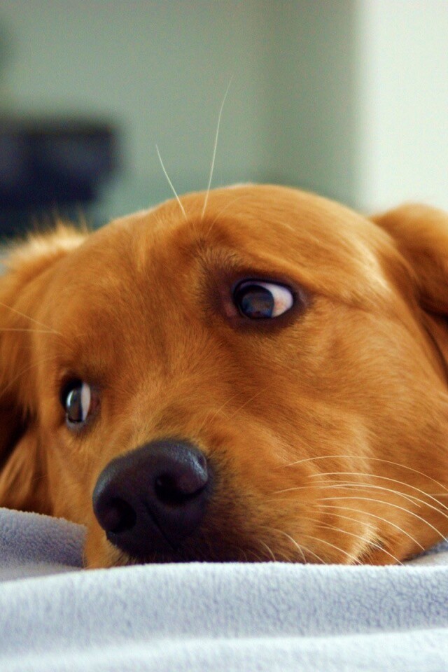 Лабрадор-ретривер обои