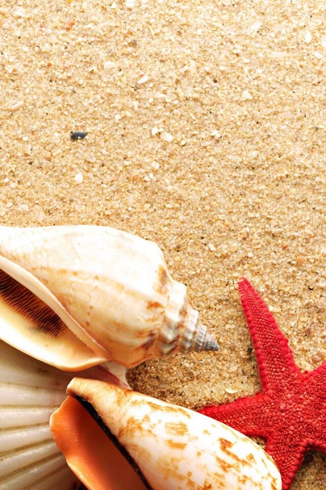 Морские раковины и звезды обои