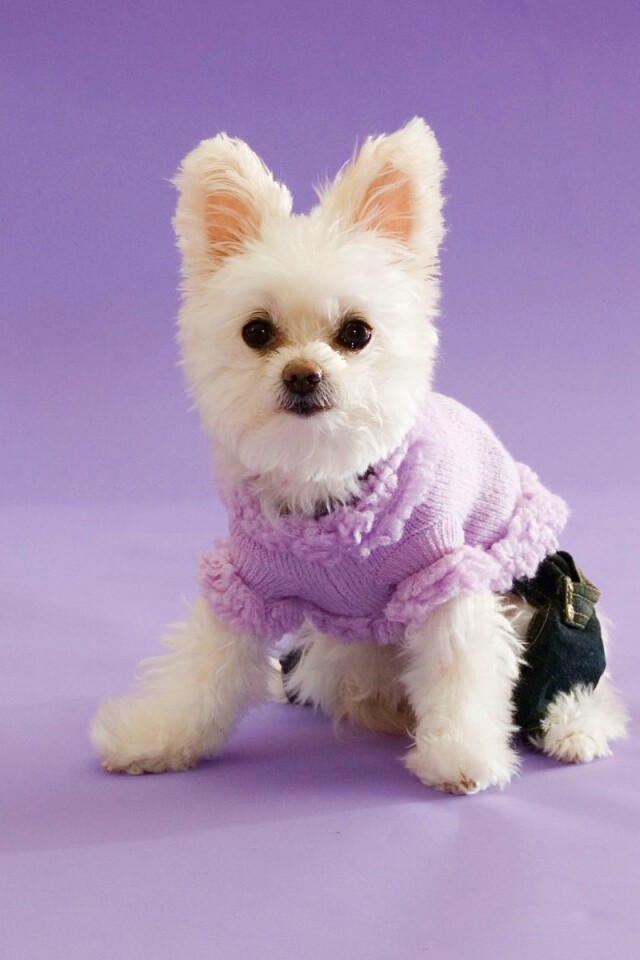 Собачка в свитере обои