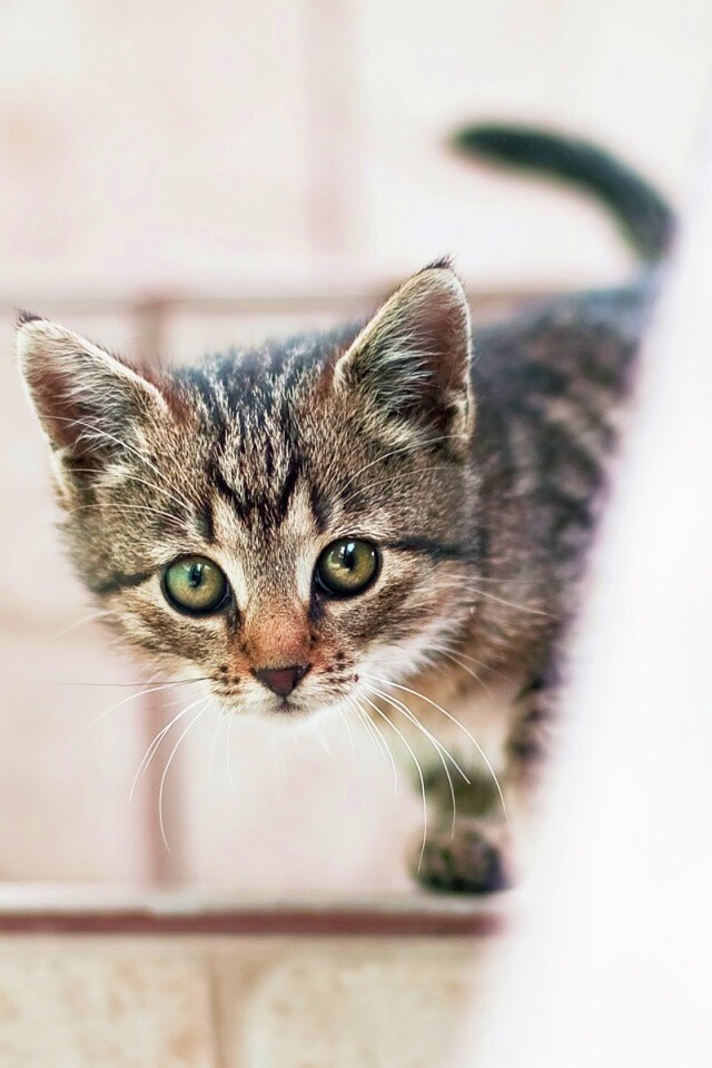 Коётнок выглядвает обои