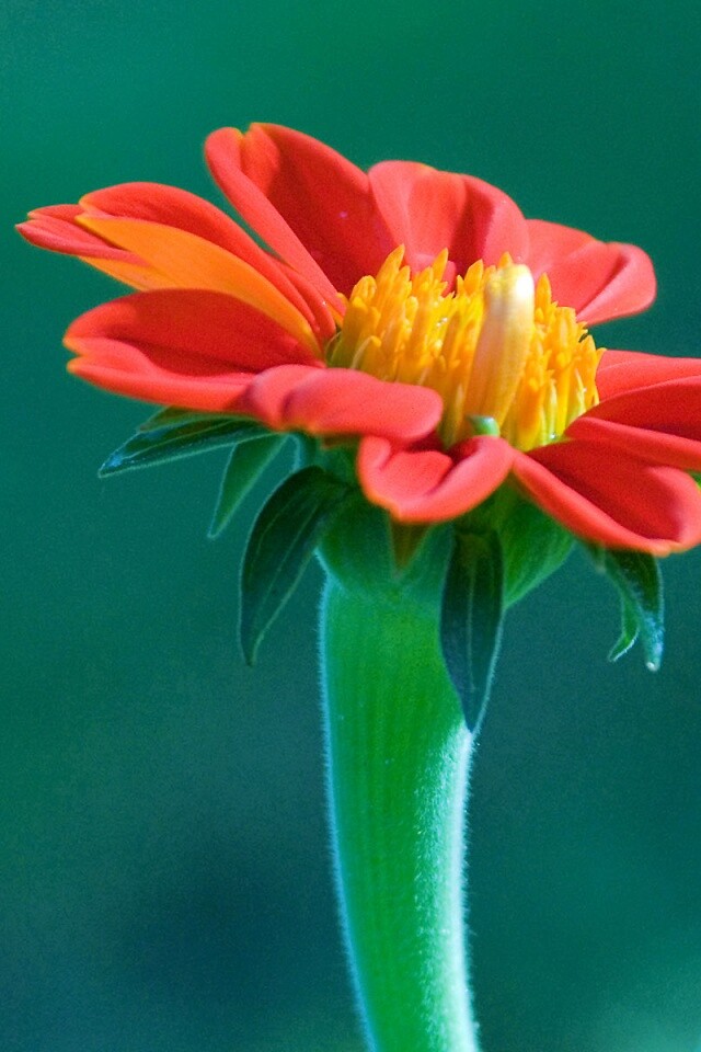 Красивый красный цветок обои