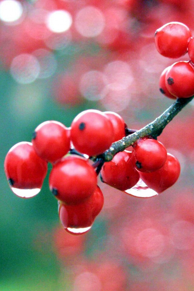 Капли росы на ягодах рябины обои