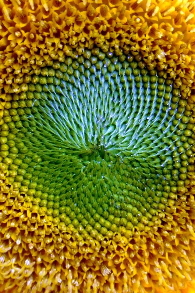 Недозревший подсолнух обои