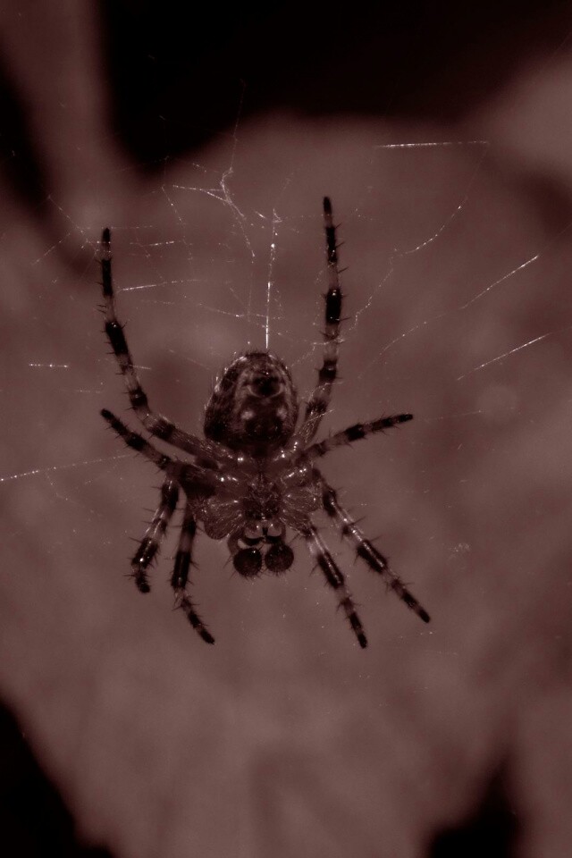 Паук на паутине обои