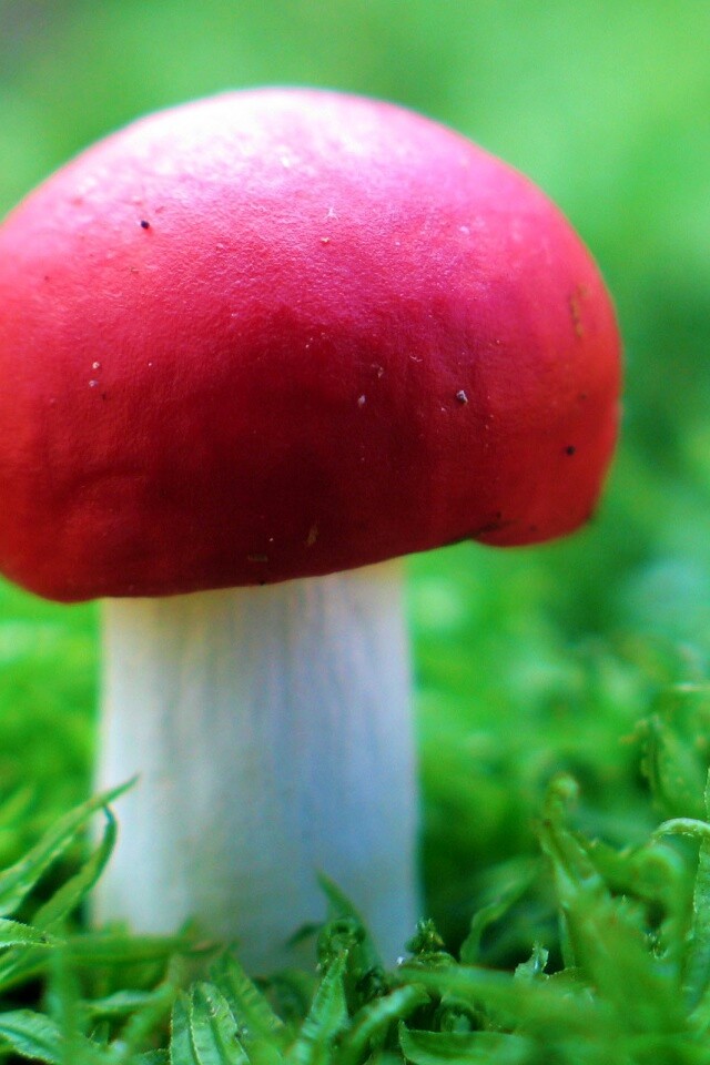 Грибок с красной шапкой обои