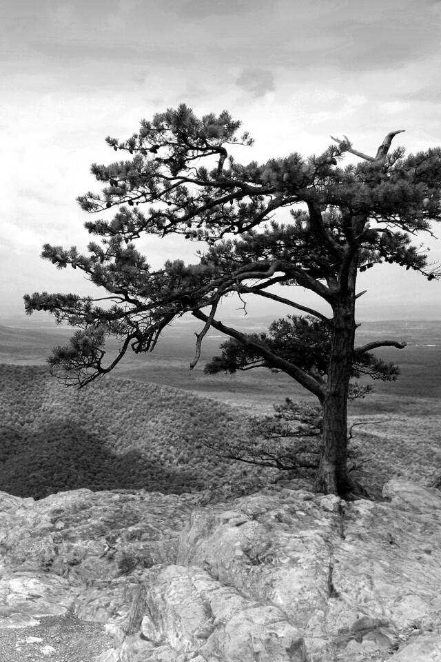 Горное дерево в черно-белых тонах обои