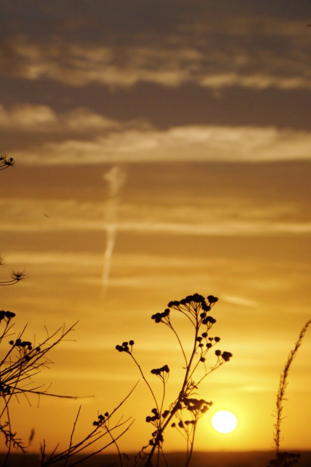 Степной закат обои