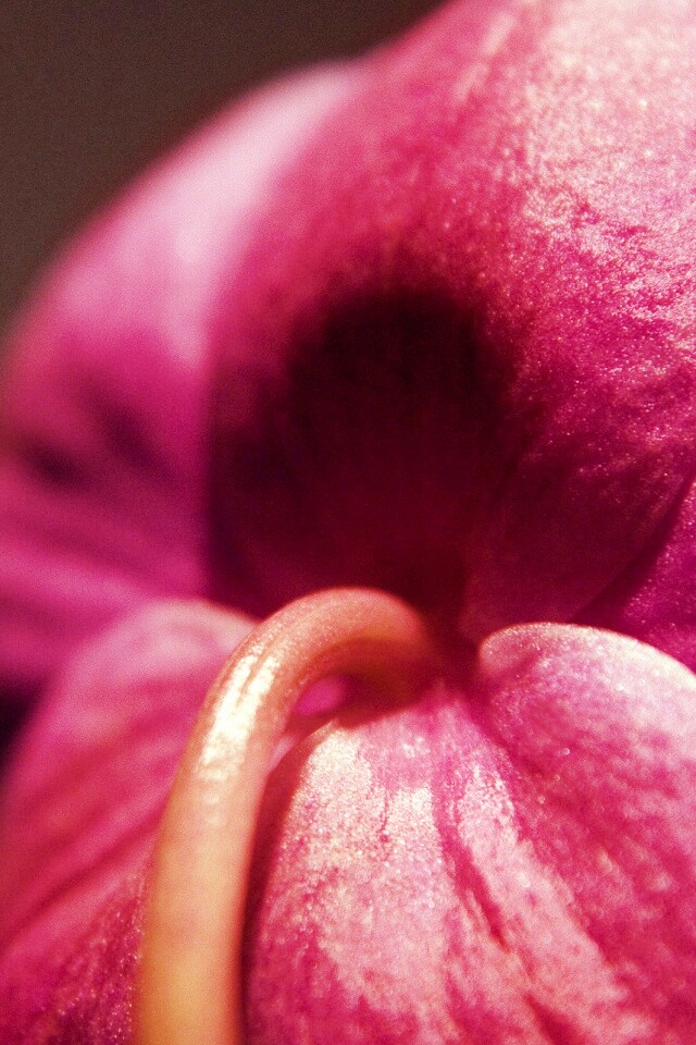 Розовый стебель обои