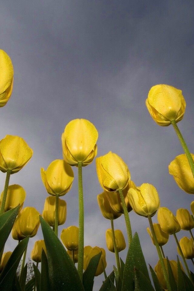 Жёлтые тюльпаны обои