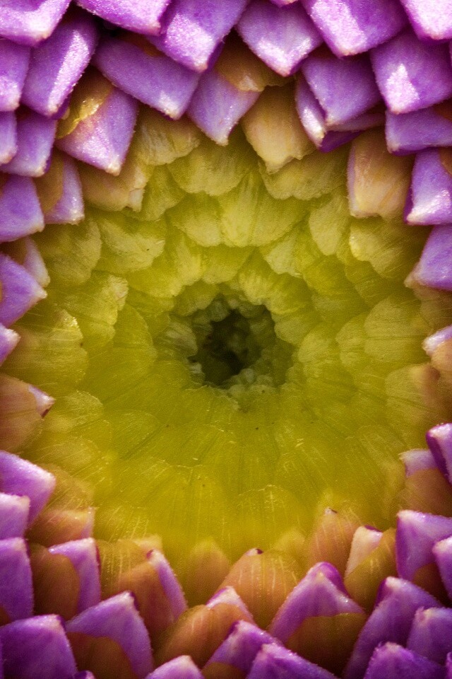 Сердцевина цветка обои