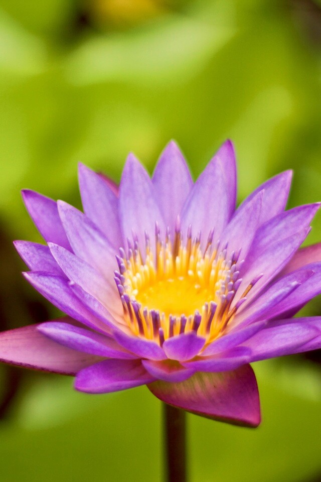 Фиолетовый цветок обои