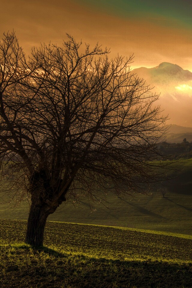 Дерево и горы обои