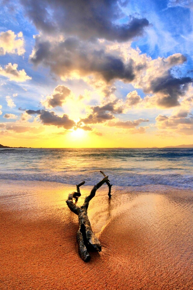 Коряга на пляже обои