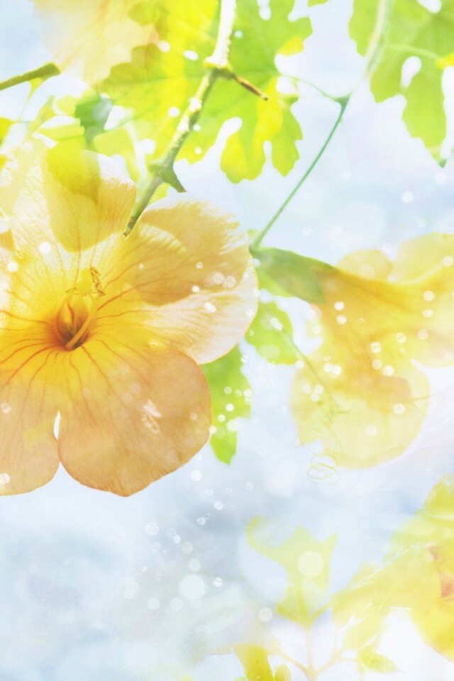 Цветочное настроение обои