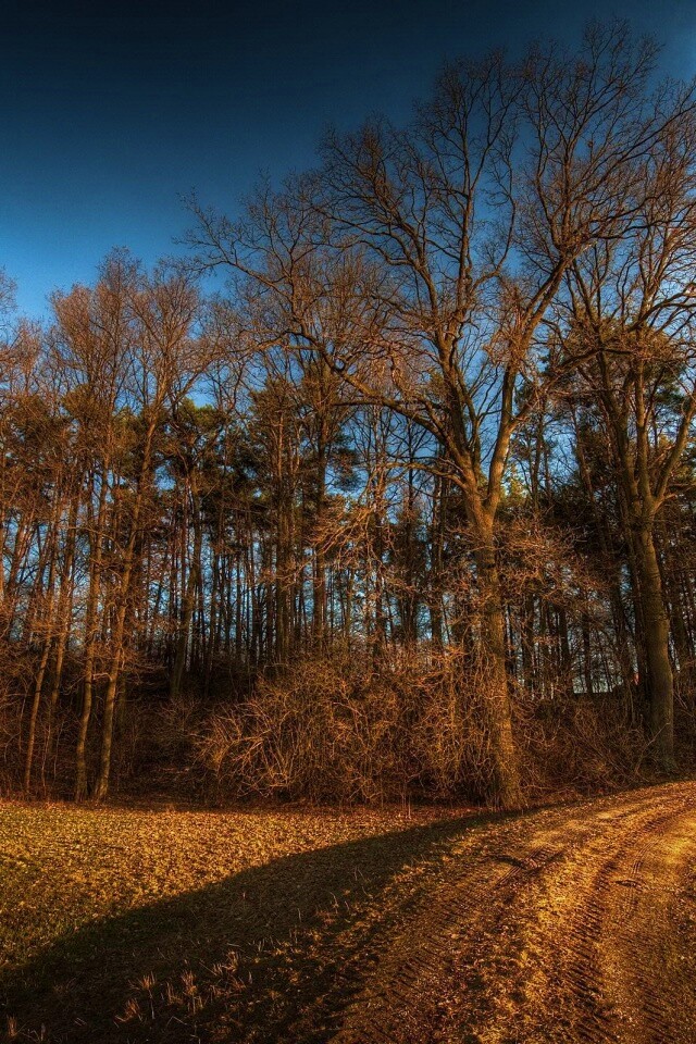 Дорога в лес обои