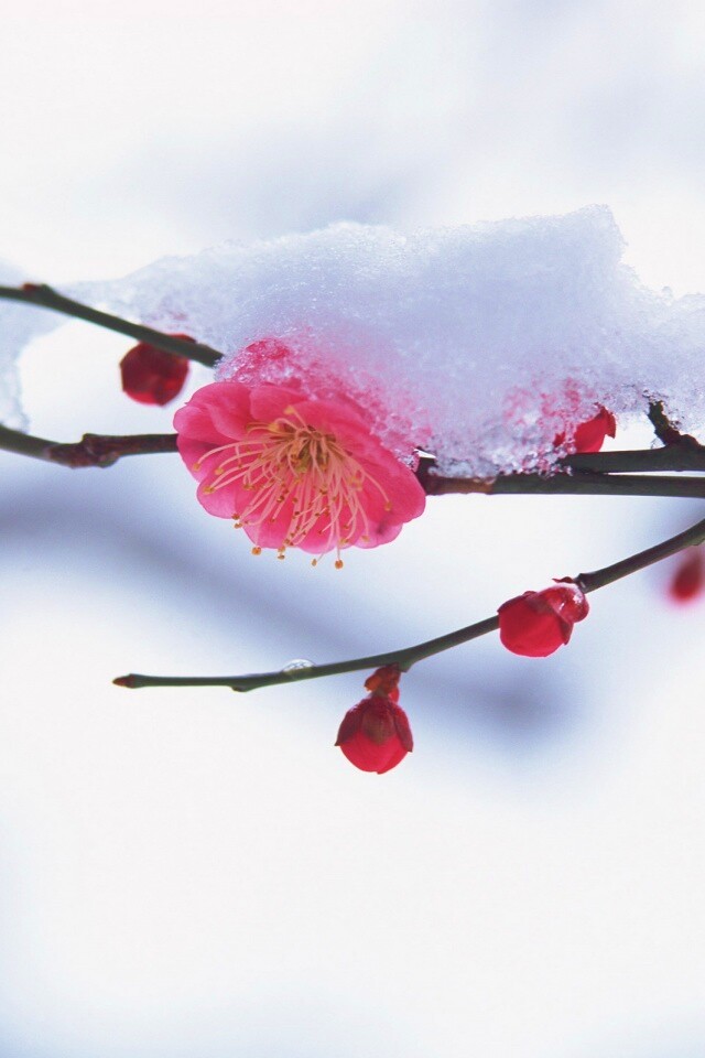 Цветы под снегом обои