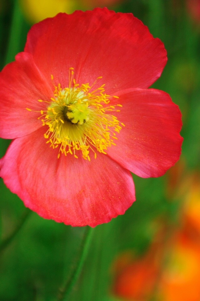 Красивый красный цветок обои