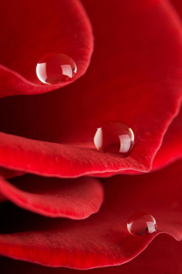 Капли росы на лепестках розы обои